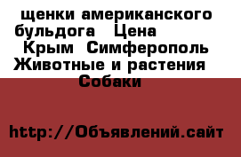 щенки американского бульдога › Цена ­ 7 000 - Крым, Симферополь Животные и растения » Собаки   